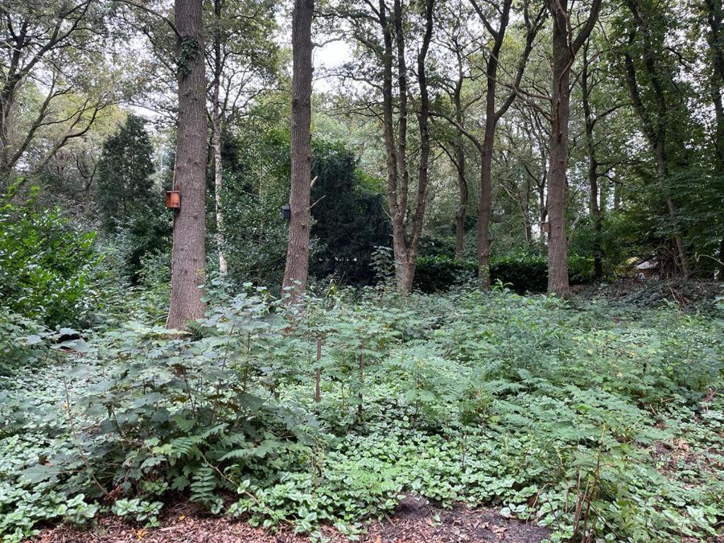 Huisje In Het Bos Zuidlaren Kültér fotó